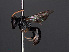  ( - RMNH.INS.547070)  @12 [ ] CreativeCommons - Attribution Non-Commercial Share-Alike (2013) Unspecified Naturalis Biodiversity Center
