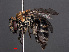  ( - RMNH.INS.547077)  @14 [ ] CreativeCommons - Attribution Non-Commercial Share-Alike (2013) Unspecified Naturalis Biodiversity Center
