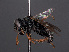  ( - RMNH.INS.547080)  @14 [ ] CreativeCommons - Attribution Non-Commercial Share-Alike (2013) Unspecified Naturalis Biodiversity Center