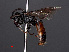  ( - RMNH.INS.547280)  @12 [ ] CreativeCommons - Attribution Non-Commercial Share-Alike (2013) Unspecified Naturalis Biodiversity Center