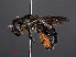  ( - RMNH.INS.547281)  @13 [ ] CreativeCommons - Attribution Non-Commercial Share-Alike (2013) Unspecified Naturalis Biodiversity Center
