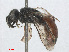  ( - RMNH.INS.547291)  @12 [ ] CreativeCommons - Attribution Non-Commercial Share-Alike (2013) Unspecified Naturalis Biodiversity Center