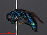  ( - RMNH.INS.547296)  @13 [ ] CreativeCommons - Attribution Non-Commercial Share-Alike (2013) Unspecified Naturalis Biodiversity Center