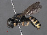  (Lestica clypeata - RMNH.INS.547305)  @15 [ ] CreativeCommons - Attribution Non-Commercial Share-Alike (2013) Unspecified Naturalis Biodiversity Center