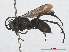  ( - RMNH.INS.547307)  @13 [ ] CreativeCommons - Attribution Non-Commercial Share-Alike (2013) Unspecified Naturalis Biodiversity Center