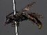 ( - RMNH.INS.547309)  @12 [ ] CreativeCommons - Attribution Non-Commercial Share-Alike (2013) Unspecified Naturalis Biodiversity Center