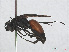  ( - RMNH.INS.547324)  @13 [ ] CreativeCommons - Attribution Non-Commercial Share-Alike (2013) Unspecified Naturalis Biodiversity Center