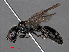  ( - RMNH.INS.547326)  @14 [ ] CreativeCommons - Attribution Non-Commercial Share-Alike (2013) Unspecified Naturalis Biodiversity Center