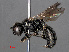  (Lindenius albilabris - RMNH.INS.547328)  @14 [ ] CreativeCommons - Attribution Non-Commercial Share-Alike (2013) Unspecified Naturalis Biodiversity Center
