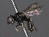  (Lindenius pygmaeus - RMNH.INS.547343)  @15 [ ] CreativeCommons - Attribution Non-Commercial Share-Alike (2013) Unspecified Naturalis Biodiversity Center