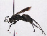  (Agenioideus apicalis - RMNH.INS.547347)  @13 [ ] CreativeCommons - Attribution Non-Commercial Share-Alike (2013) Unspecified Naturalis Biodiversity Center
