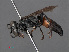  ( - RMNH.INS.547348)  @14 [ ] CreativeCommons - Attribution Non-Commercial Share-Alike (2013) Unspecified Naturalis Biodiversity Center