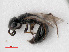  ( - RMNH.INS.547355)  @14 [ ] CreativeCommons - Attribution Non-Commercial Share-Alike (2013) Unspecified Naturalis Biodiversity Center