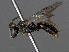  ( - RMNH.INS.547357)  @13 [ ] CreativeCommons - Attribution Non-Commercial Share-Alike (2013) Unspecified Naturalis Biodiversity Center