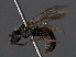  ( - RMNH.INS.547358)  @12 [ ] CreativeCommons - Attribution Non-Commercial Share-Alike (2013) Unspecified Naturalis Biodiversity Center