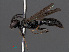  ( - RMNH.INS.547367)  @11 [ ] CreativeCommons - Attribution Non-Commercial Share-Alike (2013) Unspecified Naturalis Biodiversity Center