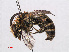  ( - RMNH.INS.547373)  @15 [ ] CreativeCommons - Attribution Non-Commercial Share-Alike (2013) Unspecified Naturalis Biodiversity Center
