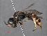  (Ectemnius cephalotes - RMNH.INS.547378)  @15 [ ] CreativeCommons - Attribution Non-Commercial Share-Alike (2013) Unspecified Naturalis Biodiversity Center