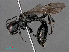  ( - RMNH.INS.547383)  @14 [ ] CreativeCommons - Attribution Non-Commercial Share-Alike (2013) Unspecified Naturalis Biodiversity Center