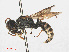  (Ectemnius sexcinctus - RMNH.INS.547392)  @15 [ ] CreativeCommons - Attribution Non-Commercial Share-Alike (2013) Unspecified Naturalis Biodiversity Center