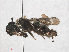  ( - RMNH.INS.547413)  @13 [ ] CreativeCommons - Attribution Non-Commercial Share-Alike (2013) Unspecified Naturalis Biodiversity Center