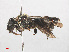  ( - RMNH.INS.547414)  @13 [ ] CreativeCommons - Attribution Non-Commercial Share-Alike (2013) Unspecified Naturalis Biodiversity Center