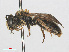  ( - RMNH.INS.547435)  @11 [ ] CreativeCommons - Attribution Non-Commercial Share-Alike (2013) Unspecified Naturalis Biodiversity Center