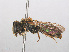  ( - RMNH.INS.547436)  @11 [ ] CreativeCommons - Attribution Non-Commercial Share-Alike (2013) Unspecified Naturalis Biodiversity Center