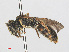  ( - RMNH.INS.547437)  @11 [ ] CreativeCommons - Attribution Non-Commercial Share-Alike (2013) Unspecified Naturalis Biodiversity Center