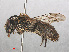 ( - RMNH.INS.547448)  @13 [ ] CreativeCommons - Attribution Non-Commercial Share-Alike (2013) Unspecified Naturalis Biodiversity Center