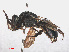  ( - RMNH.INS.547453)  @11 [ ] CreativeCommons - Attribution Non-Commercial Share-Alike (2013) Unspecified Naturalis Biodiversity Center