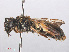  ( - RMNH.INS.547474)  @11 [ ] CreativeCommons - Attribution Non-Commercial Share-Alike (2013) Unspecified Naturalis Biodiversity Center