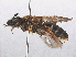  ( - RMNH.INS.547491)  @13 [ ] CreativeCommons - Attribution Non-Commercial Share-Alike (2013) Unspecified Naturalis Biodiversity Center