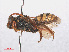  ( - RMNH.INS.547496)  @13 [ ] CreativeCommons - Attribution Non-Commercial Share-Alike (2013) Unspecified Naturalis Biodiversity Center