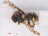  ( - RMNH.INS.547497)  @13 [ ] CreativeCommons - Attribution Non-Commercial Share-Alike (2013) Unspecified Naturalis Biodiversity Center