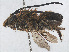  ( - RMNH.INS.547505)  @13 [ ] CreativeCommons - Attribution Non-Commercial Share-Alike (2013) Unspecified Naturalis Biodiversity Center