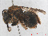  ( - RMNH.INS.547506)  @14 [ ] CreativeCommons - Attribution Non-Commercial Share-Alike (2013) Unspecified Naturalis Biodiversity Center