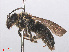  ( - RMNH.INS.547518)  @13 [ ] CreativeCommons - Attribution Non-Commercial Share-Alike (2013) Unspecified Naturalis Biodiversity Center