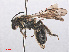  ( - RMNH.INS.547519)  @13 [ ] CreativeCommons - Attribution Non-Commercial Share-Alike (2013) Unspecified Naturalis Biodiversity Center