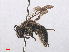  ( - RMNH.INS.547520)  @13 [ ] CreativeCommons - Attribution Non-Commercial Share-Alike (2013) Unspecified Naturalis Biodiversity Center