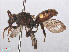  ( - RMNH.INS.547537)  @14 [ ] CreativeCommons - Attribution Non-Commercial Share-Alike (2013) Unspecified Naturalis Biodiversity Center