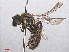  ( - RMNH.INS.547540)  @14 [ ] CreativeCommons - Attribution Non-Commercial Share-Alike (2013) Unspecified Naturalis Biodiversity Center