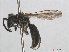  ( - RMNH.INS.547542)  @13 [ ] CreativeCommons - Attribution Non-Commercial Share-Alike (2013) Unspecified Naturalis Biodiversity Center