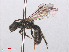  ( - RMNH.INS.547547)  @12 [ ] CreativeCommons - Attribution Non-Commercial Share-Alike (2013) Unspecified Naturalis Biodiversity Center
