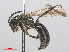  ( - RMNH.INS.552929)  @13 [ ] CreativeCommons - Attribution Non-Commercial Share-Alike (2013) Unspecified Naturalis Biodiversity Center