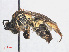  ( - RMNH.INS.552943)  @13 [ ] CreativeCommons - Attribution Non-Commercial Share-Alike (2013) Unspecified Naturalis Biodiversity Center