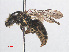  ( - RMNH.INS.552946)  @11 [ ] CreativeCommons - Attribution Non-Commercial Share-Alike (2013) Unspecified Naturalis Biodiversity Center