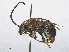  (Eucera longicornis - RMNH.INS.552956)  @14 [ ] CreativeCommons - Attribution Non-Commercial Share-Alike (2013) Unspecified Naturalis Biodiversity Center