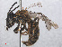  ( - RMNH.INS.552958)  @13 [ ] CreativeCommons - Attribution Non-Commercial Share-Alike (2013) Unspecified Naturalis Biodiversity Center