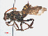  ( - RMNH.INS.552978)  @13 [ ] CreativeCommons - Attribution Non-Commercial Share-Alike (2013) Unspecified Naturalis Biodiversity Center